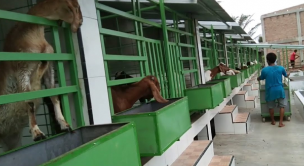 Desain Kandang Kambing Ternak